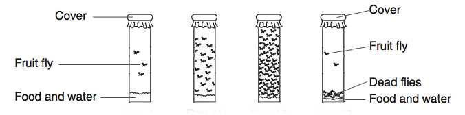 fruit-fly-experiment - vials - 4